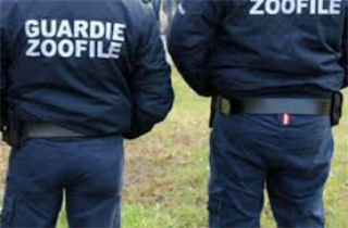 Maltratta e abbandona un cagnolino, individuato e denunciato il responsabile